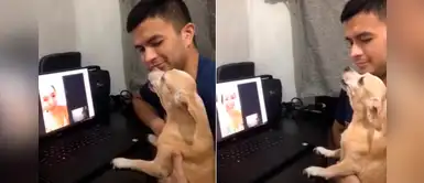 Perro se emociona hasta las lágrimas al ver a su dueña por videollamada luego de 3 días Perro se emociona hasta las lágrimas al ver a su dueña por videollamada luego de 3 días