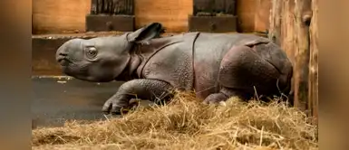 Nació el primer rinoceronte indio luego de 47 años, una especie en peligro de extinción Nació el primer rinoceronte indio luego de 47 años, una especie en peligro de extinción