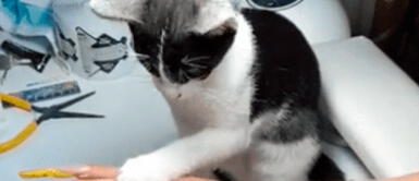 En plena manicura, su gato agarra la lima y hace algo que sorprende a clienta En plena manicura, su gato agarra la lima y hace algo que sorprende a clienta