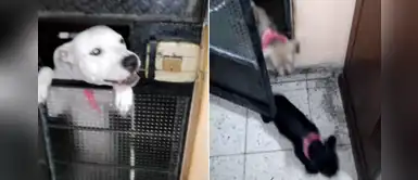 Perro abrió la puerta de su casa para dejar ingresar a su amigos perrunos de la calle Perro abrió la puerta de su casa para dejar ingresar a su amigos perrunos de la calle