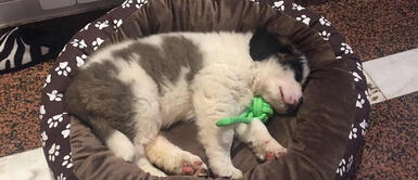 Perro San Bernardo de 95 kilos llena de orgullo al pueblo de Guardo Perro San Bernardo de 95 kilos llena de orgullo al pueblo de Guardo