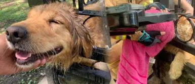 Perra agradece a bomberos con una gran sonrisa tras ser rescatada | FOTOS Perra agradece a bomberos con una gran sonrisa tras ser rescatada | FOTOS