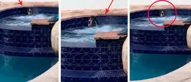 Perro es sorprendido 'relajándose' en el jacuzzi mientras su dueño no está en casa Perro es sorprendido 'relajándose' en el jacuzzi mientras su dueño no está en casa