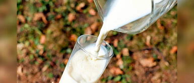 Investigadores peruanos descubren que la leche de la llama supera en proteínas a la de la vaca Investigadores peruanos descubren que la leche de la llama supera en proteínas a la de la vaca