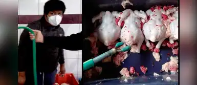 Ate Vitarte: avícola inflaba pollos con agua contaminada para aumentar su peso | VÍDEO Ate Vitarte: avícola inflaba pollos con agua contaminada para aumentar su peso | VÍDEO