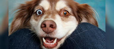 Mujer le pide a su bebé que diga 'mamá' y su perro lo hace para que le inviten papilla Mujer le pide a su bebé que diga 'mamá' y su perro lo hace para que le inviten papilla