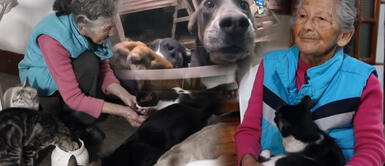 Mujer dedica sus días a cuidar gatos y perros en estado de abandono Mujer dedica sus días a cuidar gatos y perros en estado de abandono