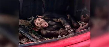 Muere chimpacé rescatada dentro de un maletero tras sufrir maltrato Muere chimpacé rescatada dentro de un maletero tras sufrir maltrato