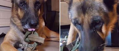 Caso de maltrato animal: Perro es obligado a comer picante y llora mientras lo graban Caso de maltrato animal: Perro es obligado a comer picante y llora mientras lo graban