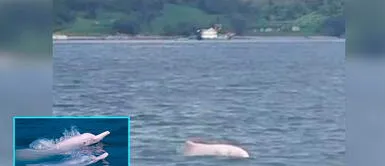 Delfines rosados reaparecen en Hong Kong tras pandemia Delfines rosados reaparecen en Hong Kong tras pandemia