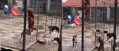 Perro enseña a sus 'amigos' a escapar de una jaula con curioso método Perro enseña a sus 'amigos' a escapar de una jaula con curioso método