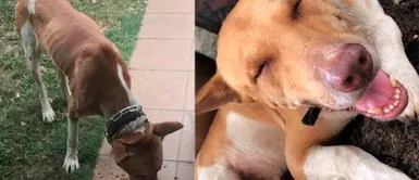 Perro camina 25 kilómetros para encontrar a familia que lo cuidó Perro camina 25 kilómetros para encontrar a familia que lo cuidó