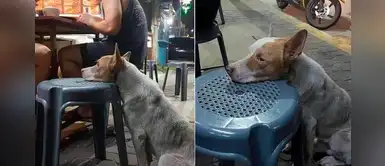 Perro sin hogar se instala en restaurante todos los días para pedir un poco de comida Perro sin hogar se instala en restaurante todos los días para pedir un poco de comida