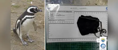 Denuncian muerte de pingüino en la playa por tragarse una mascarilla entera Denuncian muerte de pingüino en la playa por tragarse una mascarilla entera