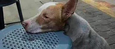 Perrito espera en puesto de comida para ver si alguien le da de comer Perrito espera en puesto de comida para ver si alguien le da de comer