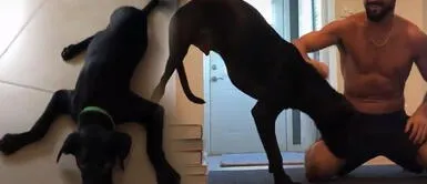 Perro que fue amputado de una pata ayuda a joven a superar su divorcio Perro que fue amputado de una pata ayuda a joven a superar su divorcio