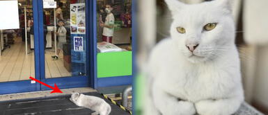 Gata aún espera a dueña fallecida afuera de la tienda donde solían comprar Gata aún espera a dueña fallecida afuera de la tienda donde solían comprar