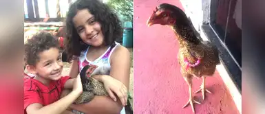 Niños convencieron a su mamá de no cocinar a la pequeña gallina de la familia Niños convencieron a su mamá de no cocinar a la pequeña gallina de la familia