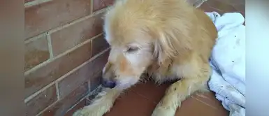 Hombre encuentra un perro enfermo, lo cuidó y lo terminó adoptando Hombre encuentra un perro enfermo, lo cuidó y lo terminó adoptando