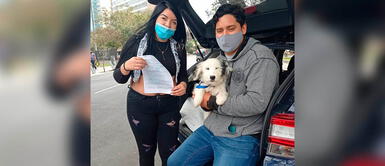 ¿Por qué se celebra el Día Mundial del Perro Adoptado? ¿Por qué se celebra el Día Mundial del Perro Adoptado?