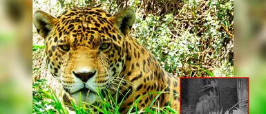 Madre de Dios: Avistan puma y otorongo cerca de la comunidad Isuyama Madre de Dios: Avistan puma y otorongo cerca de la comunidad Isuyama