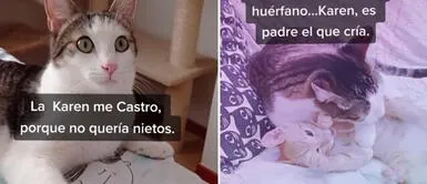 Gato castrado "adopta" a un gatito callejero y lo cría como su hijo Gato castrado "adopta" a un gatito callejero y lo cría como su hijo