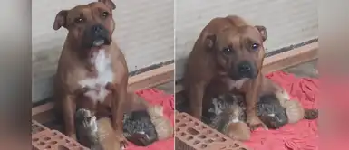 Mamá pitbull adopta a una camada de gatitos huérfanos que fueron rescatados Mamá pitbull adopta a una camada de gatitos huérfanos que fueron rescatados