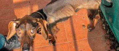 Hombre podría ir a la cárcel por tener a su perro en malas condiciones Hombre podría ir a la cárcel por tener a su perro en malas condiciones