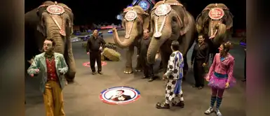 Refugio rescató a 35 elefantes ancianos que eran explotados en un circo Refugio rescató a 35 elefantes ancianos que eran explotados en un circo