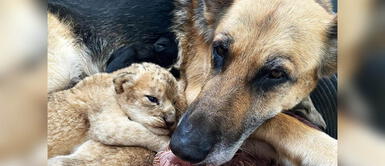 Perra cuida y alimenta a dos leones bebés como si fuera su propia madre Perra cuida y alimenta a dos leones bebés como si fuera su propia madre