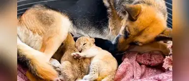 Pastor alemán cuida a dos leones bebés que eran maltratados por su madre Pastor alemán cuida a dos leones bebés que eran maltratados por su madre
