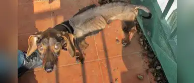 Hombre podría ir a prisión por tener a su perro en delgadez extrema Hombre podría ir a prisión por tener a su perro en delgadez extrema