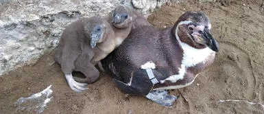 Pingüinos de Humboldt y una alpaca nacen en el Parque de Las Leyendas Pingüinos de Humboldt y una alpaca nacen en el Parque de Las Leyendas