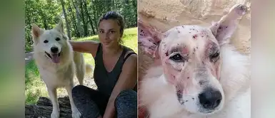 Perro sobrevive a 40 disparos en su cabeza y se recupera al lado de su dueña Perro sobrevive a 40 disparos en su cabeza y se recupera al lado de su dueña