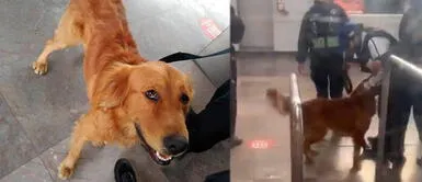 Personal del tren reúne a un perrito perdido con su dueño en México Personal del tren reúne a un perrito perdido con su dueño en México