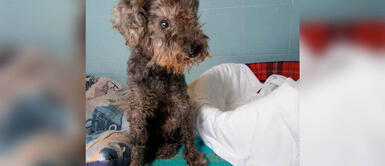 Final feliz para perro anciano y ciego que fue devuelto al albergue Final feliz para perro anciano y ciego que fue devuelto al albergue