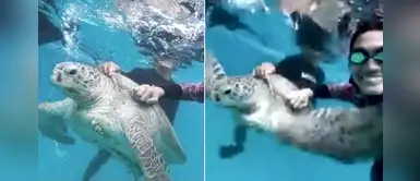Denuncian a empresa por forzar a tortuga a tomarse fotos junto a turistas Denuncian a empresa por forzar a tortuga a tomarse fotos junto a turistas