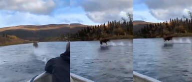 Alce camina sobre el agua y deja impactados a turistas en Alaska Alce camina sobre el agua y deja impactados a turistas en Alaska