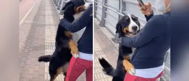 Perro tiene emotiva reacción al reencontrarse con su dueña después de varios meses Perro tiene emotiva reacción al reencontrarse con su dueña después de varios meses