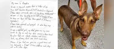 Perro fue encontrado atado y con una nota: "Mi papá perdió su trabajo" Perro fue encontrado atado y con una nota: "Mi papá perdió su trabajo"