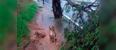 Perro cuidó a su amiga lesionada hasta que lograran ayudarla Perro cuidó a su amiga lesionada hasta que lograran ayudarla