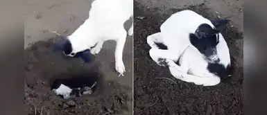 Cachorra cava tumba con sus patas para enterrar a su bebé recién fallecido Cachorra cava tumba con sus patas para enterrar a su bebé recién fallecido
