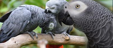 Zoológico separó a los loros grises por decir groserías a los visitantes Zoológico separó a los loros grises por decir groserías a los visitantes