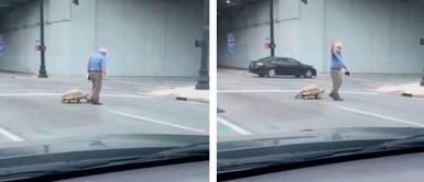 Adulto mayor detiene el tránsito para cruzar la calle con su tortuga Adulto mayor detiene el tránsito para cruzar la calle con su tortuga