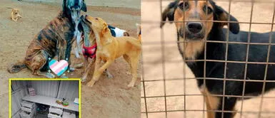 Ventanilla: Albergue de animales necesita ayuda tras fuerte robo Ventanilla: Albergue de animales necesita ayuda tras fuerte robo