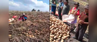 La injusticia vigente que sufren los campesinos en el Bicentenario: 10 céntimos por 100 kilos de papa La injusticia vigente que sufren los campesinos en el Bicentenario: 10 céntimos por 100 kilos de papa