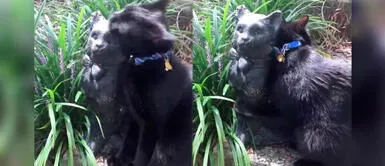 Gatito se enamora de estatua y su reacción se vuelve viral Gatito se enamora de estatua y su reacción se vuelve viral