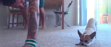 Perro chihuahua se vuelve tendencia tras hacer yoga con su dueño Perro chihuahua se vuelve tendencia tras hacer yoga con su dueño