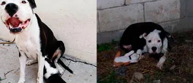 Perra pierde sus cachorros y su papá humano adopta uno por amor a ella Perra pierde sus cachorros y su papá humano adopta uno por amor a ella
