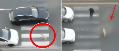 Hombre arriesga su vida para salvar a perro en transitada avenida Hombre arriesga su vida para salvar a perro en transitada avenida